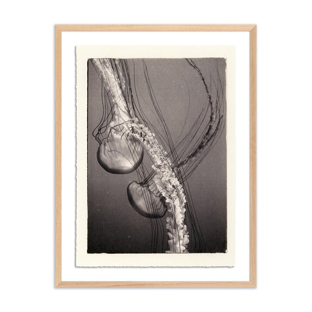 Jellies 4 By Platinum Revival