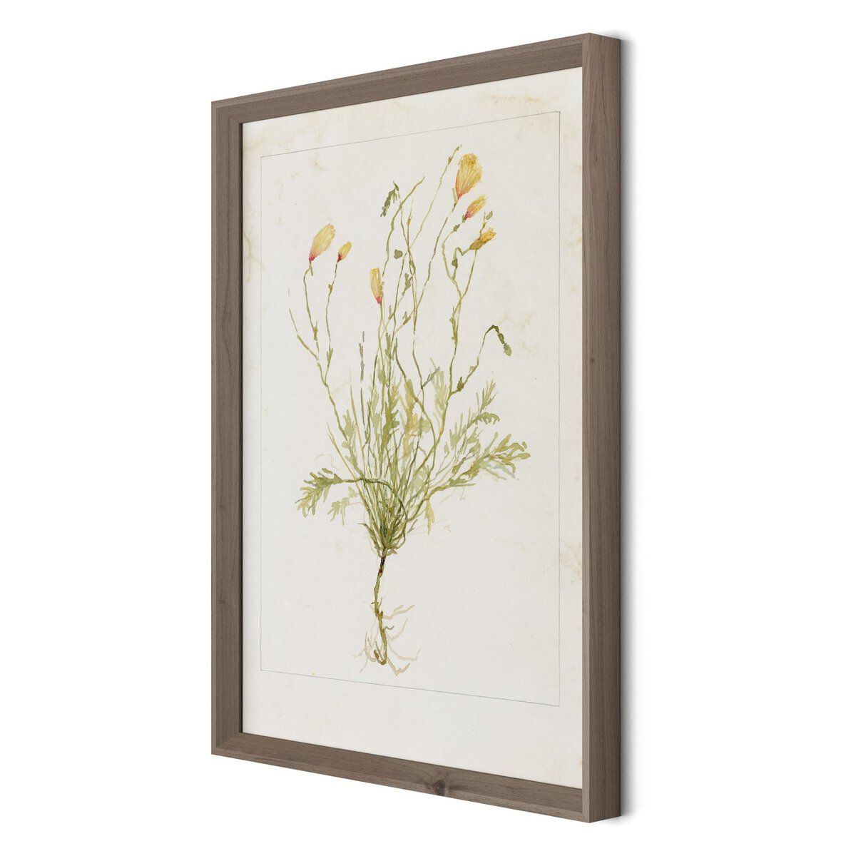 Papaveraceae No. 1 By Laurel-dawn Latshaw