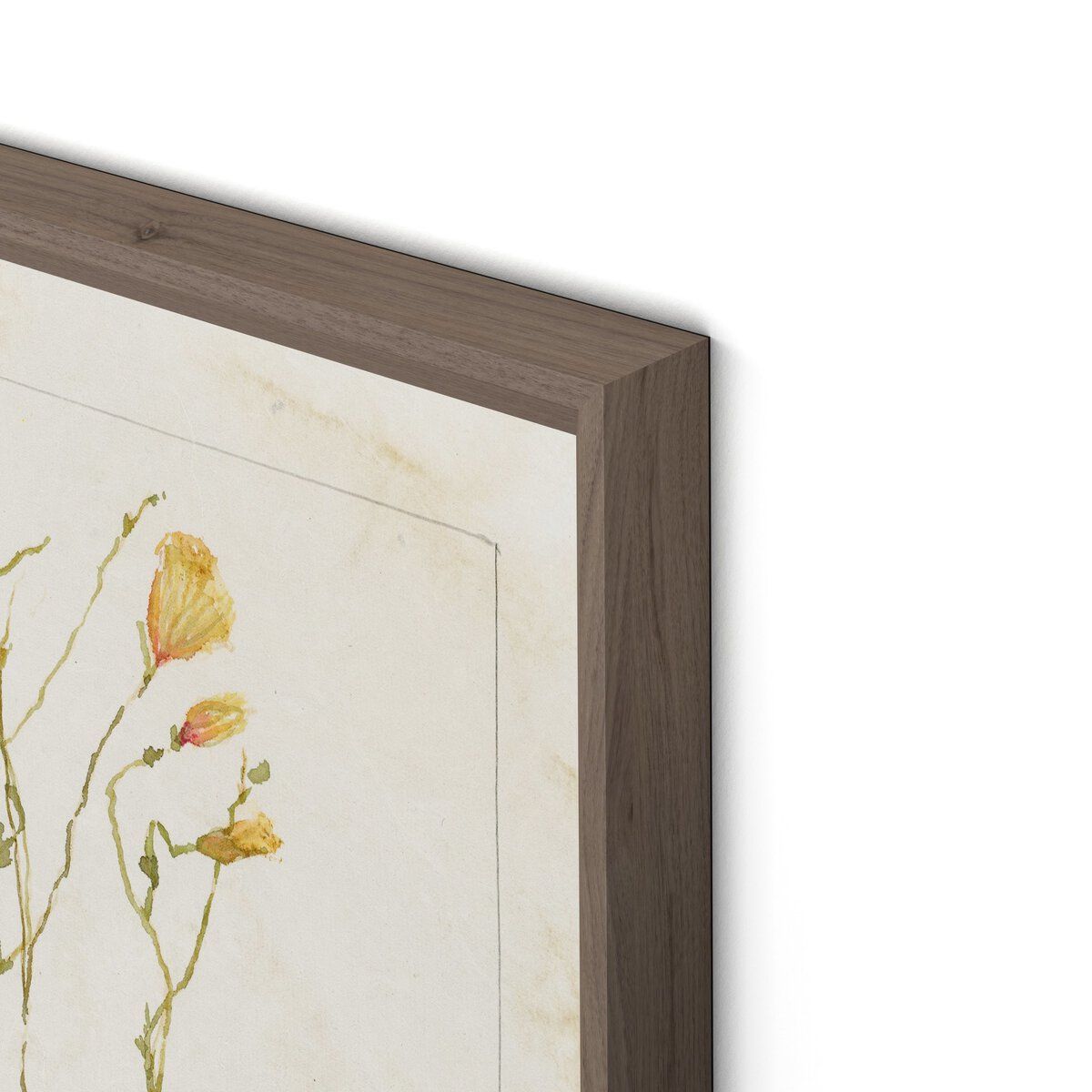 Papaveraceae No. 1 By Laurel-dawn Latshaw