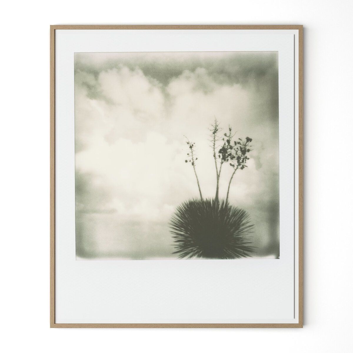 Yucca By Darden Smith