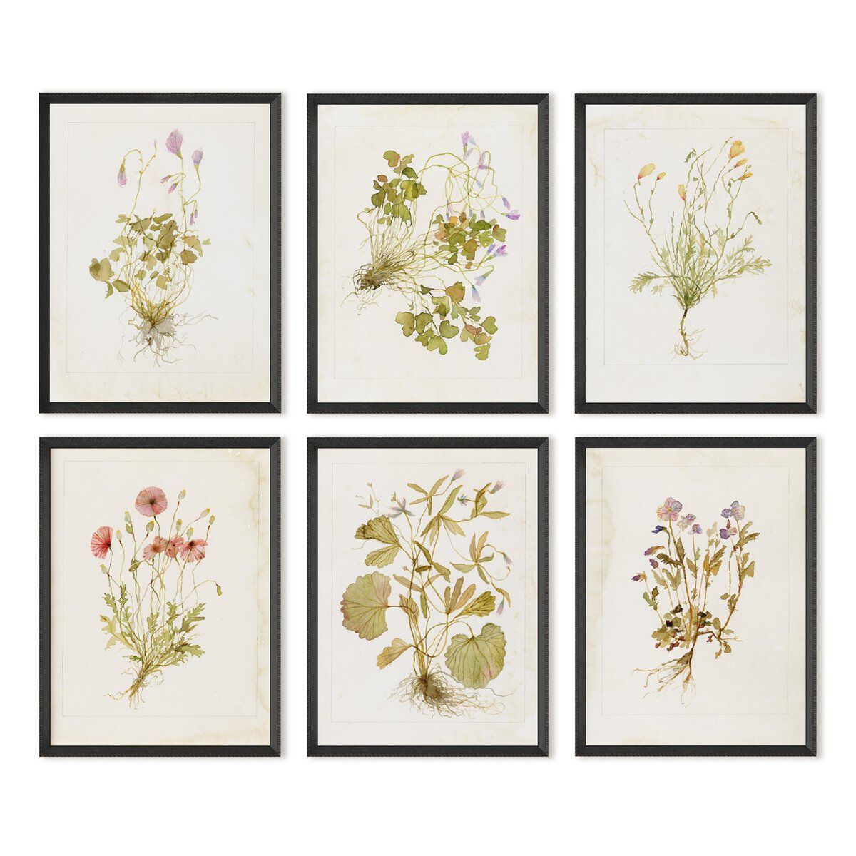 Herbarium Set By Laurel-dawn Latshaw