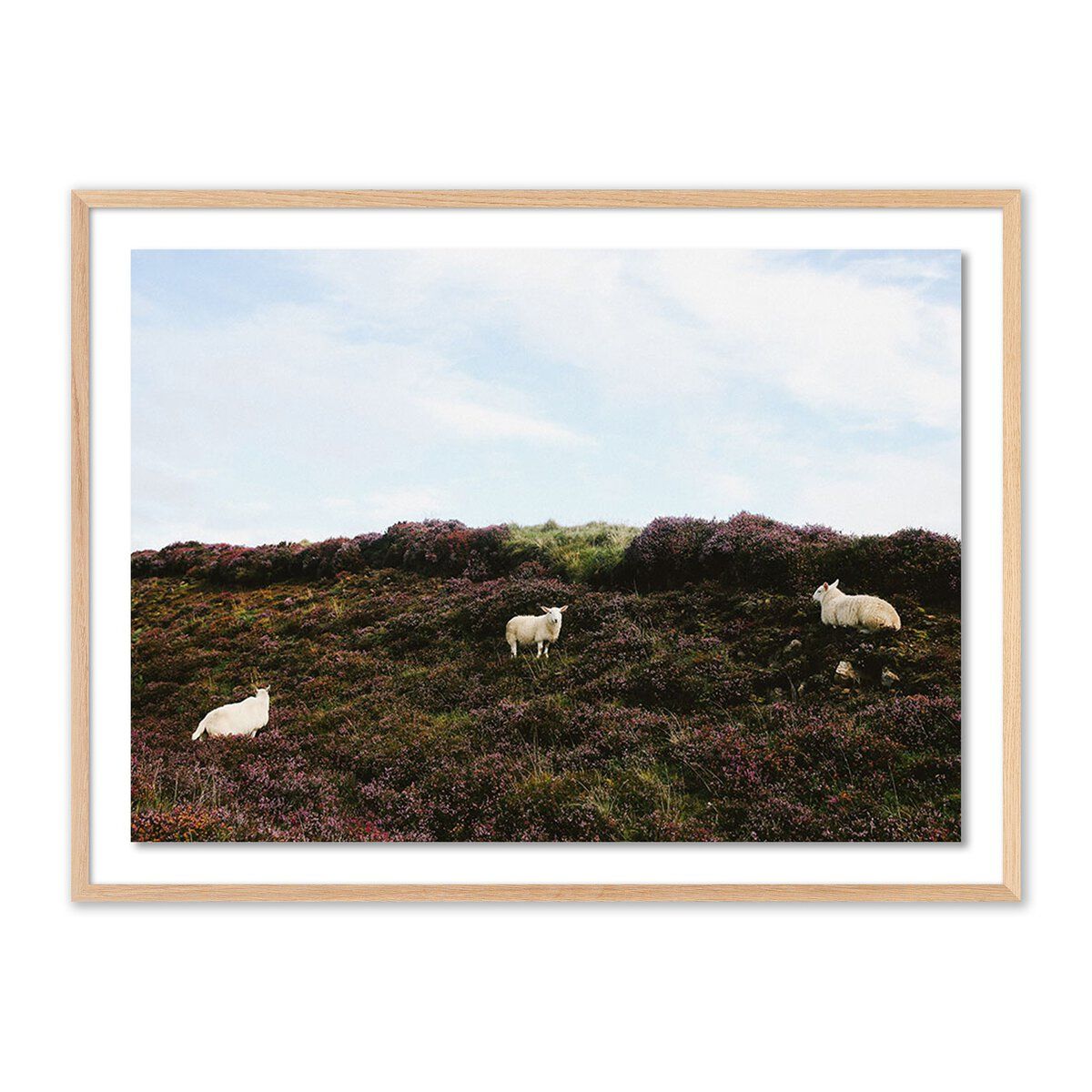 Sheep In Heather By Wesley And Emma Teague