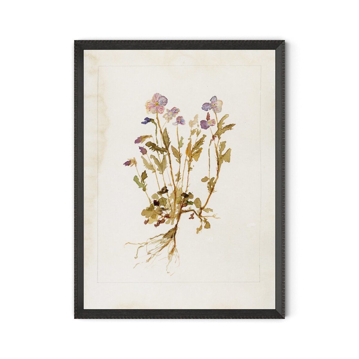 Viola No. 2 By Laurel-dawn Latshaw