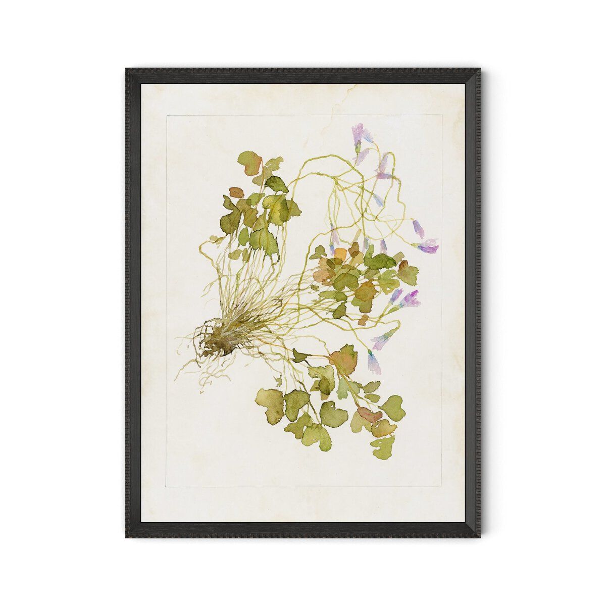 Oxalis Debilis No. 2 By Laurel-dawn Latshaw