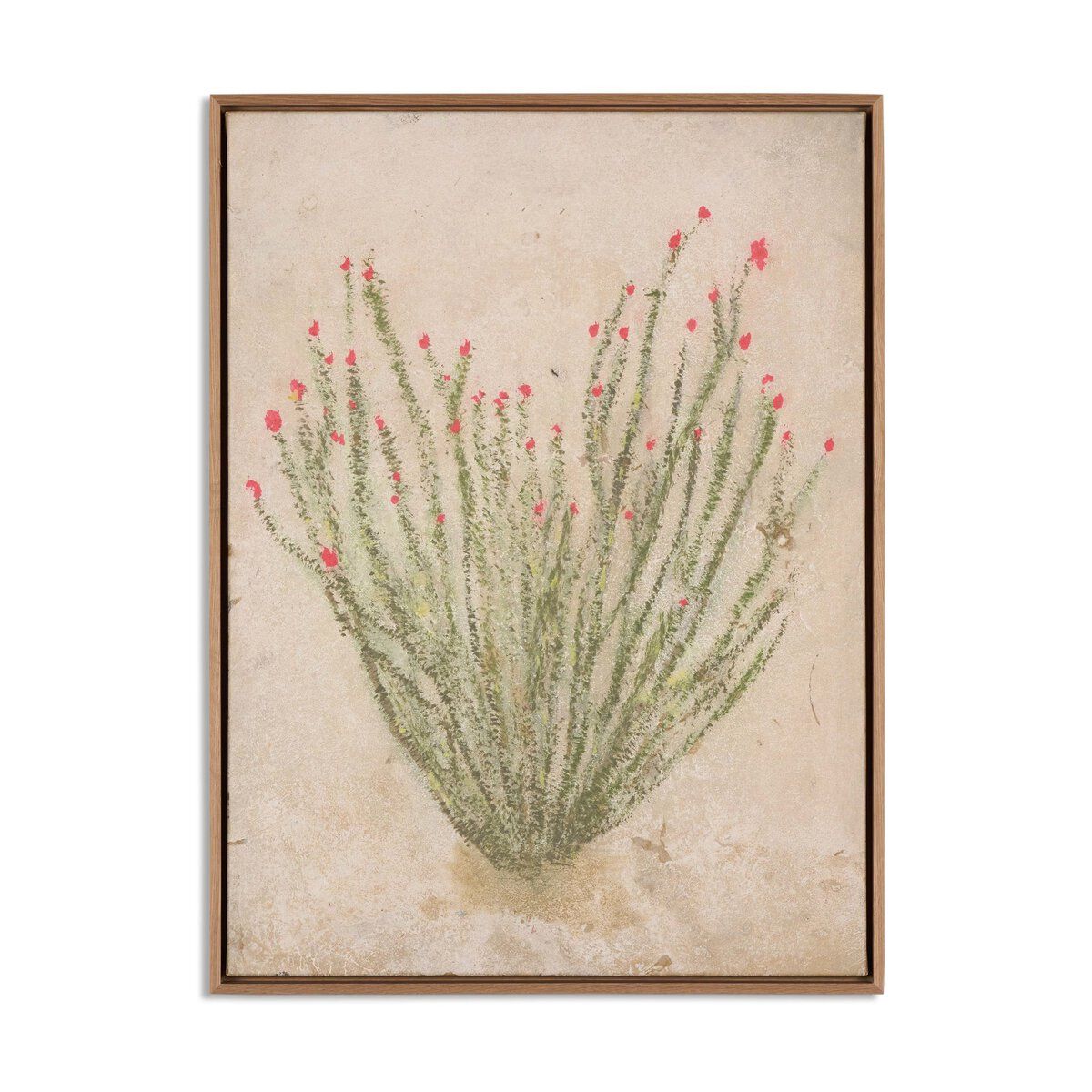 Ocotillo By Paul Meyer