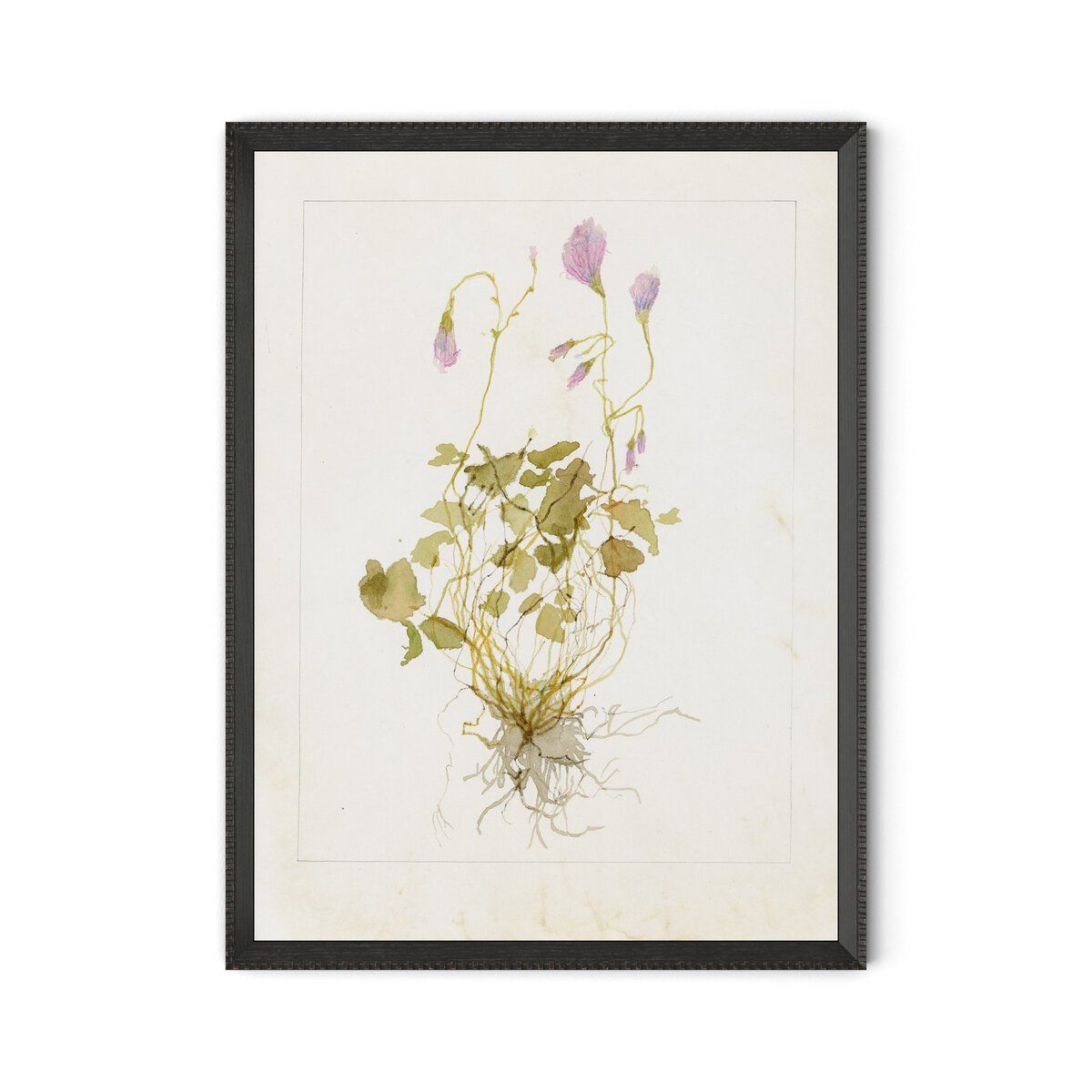 Oxalis Debilis No. 1 By Laurel-dawn Latshaw
