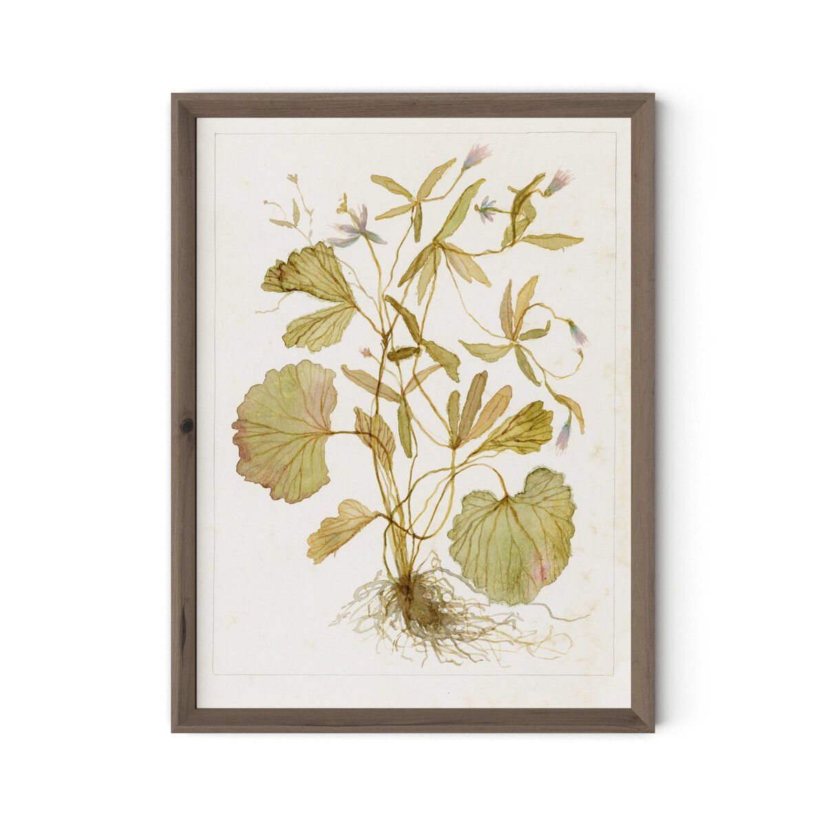 Ranunculs Abortivus No. 1 By Laurel-dawn Latshaw