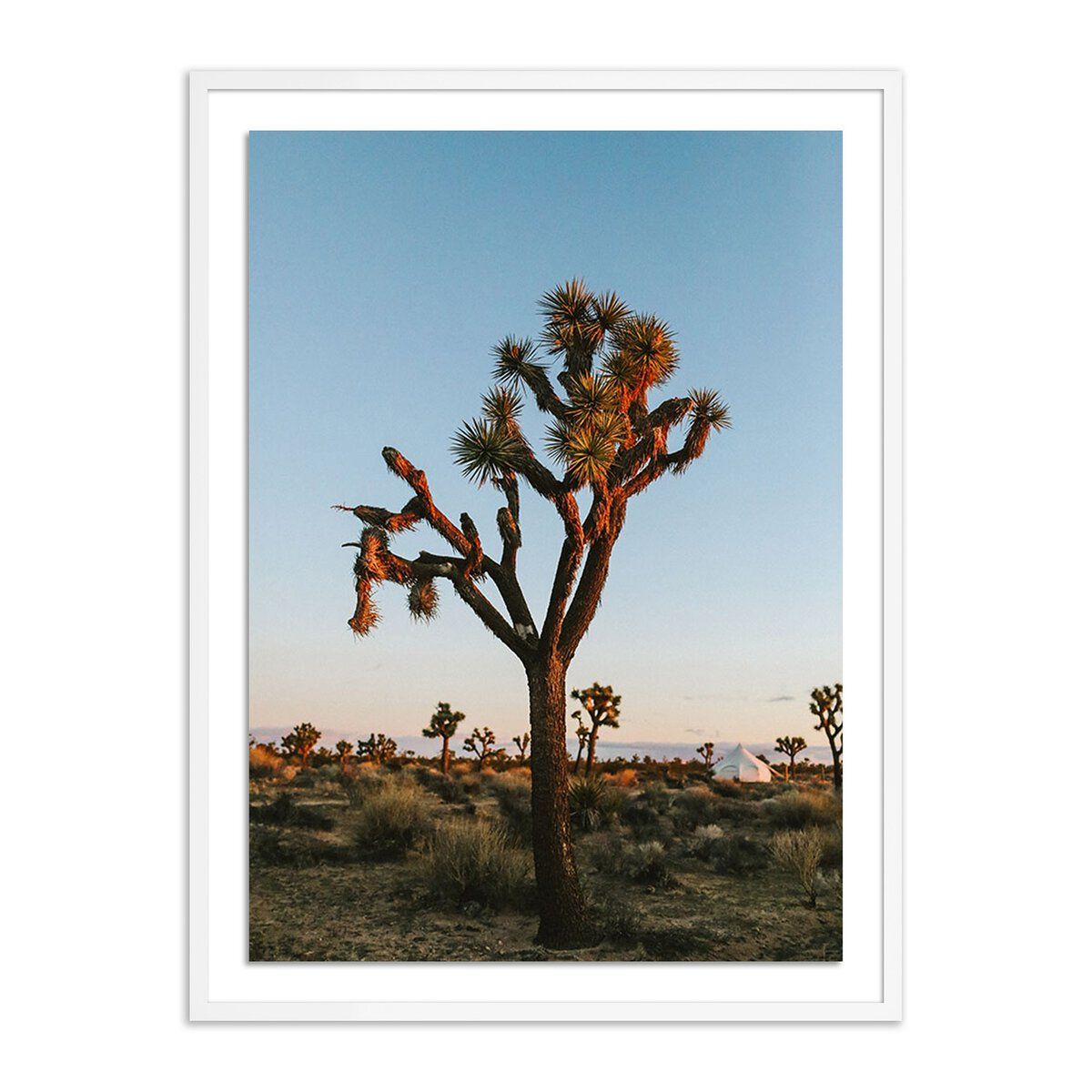 Camp Sunrise/joshua Tree By Wesley And Emma Teague
