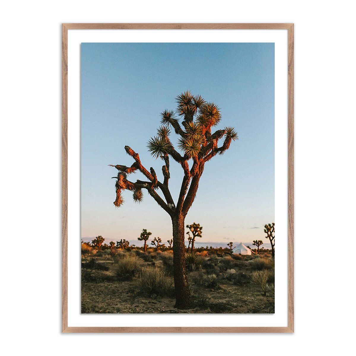 Camp Sunrise/joshua Tree By Wesley And Emma Teague