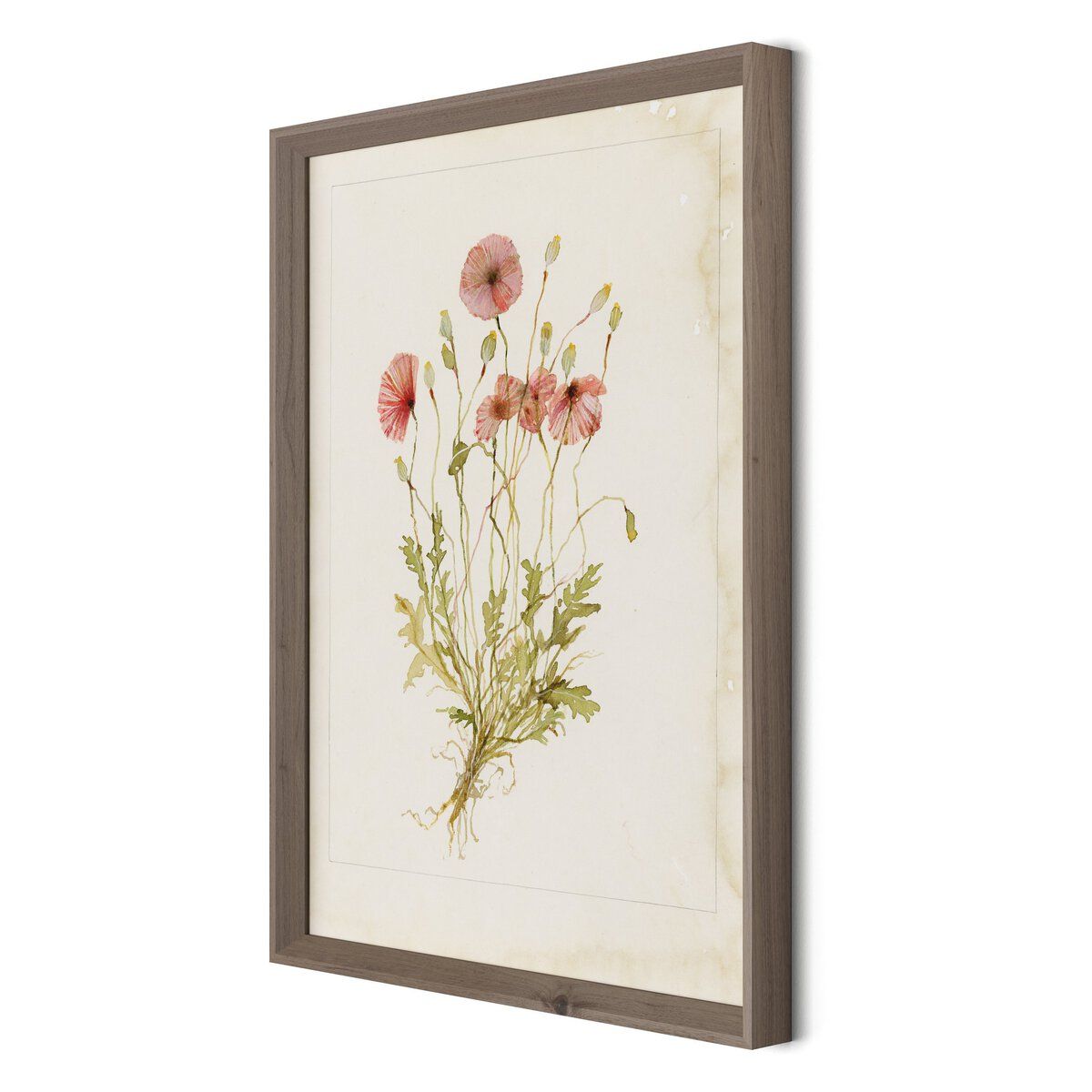 Papaveraceae No. 2 By Laurel-dawn Latshaw