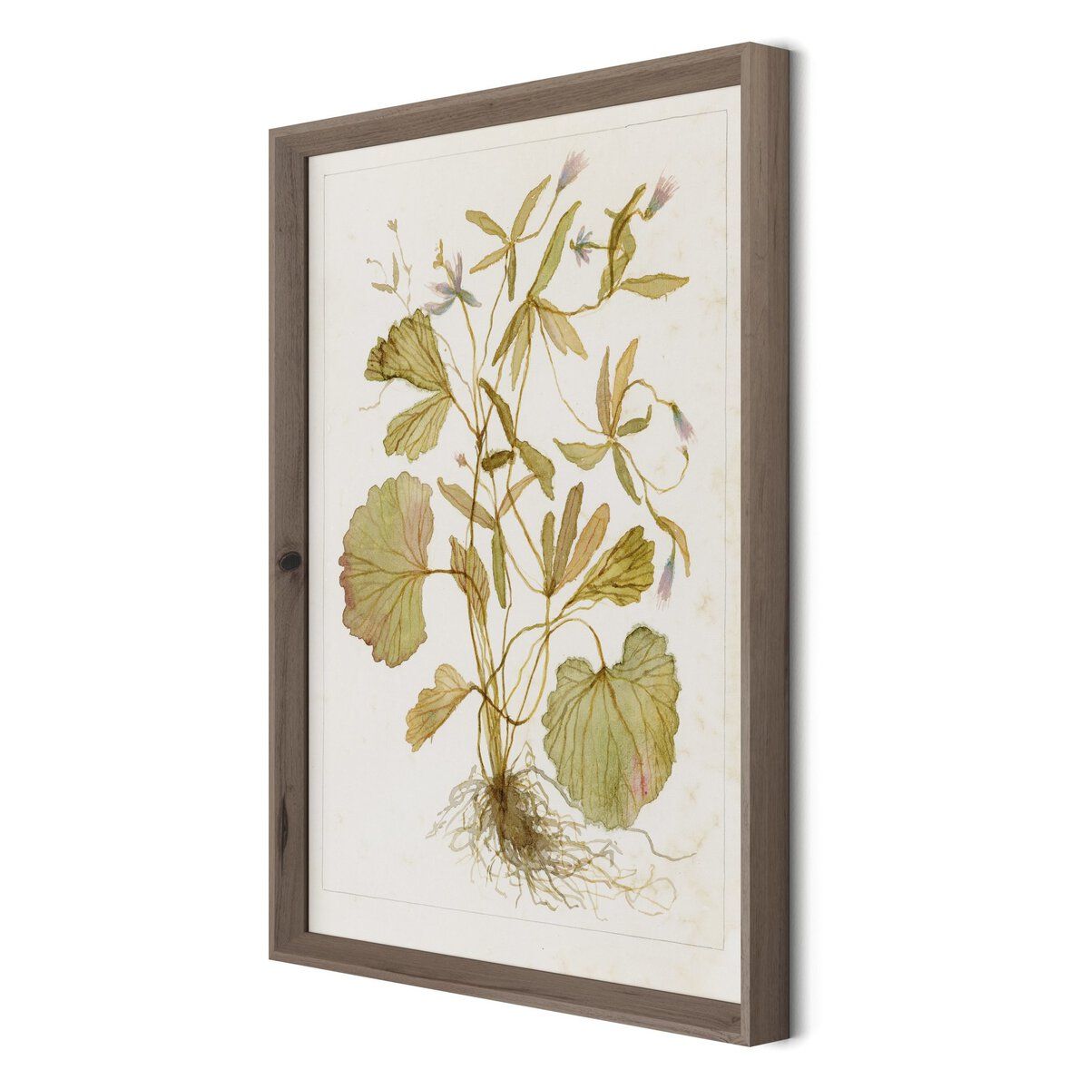 Ranunculs Abortivus No. 1 By Laurel-dawn Latshaw