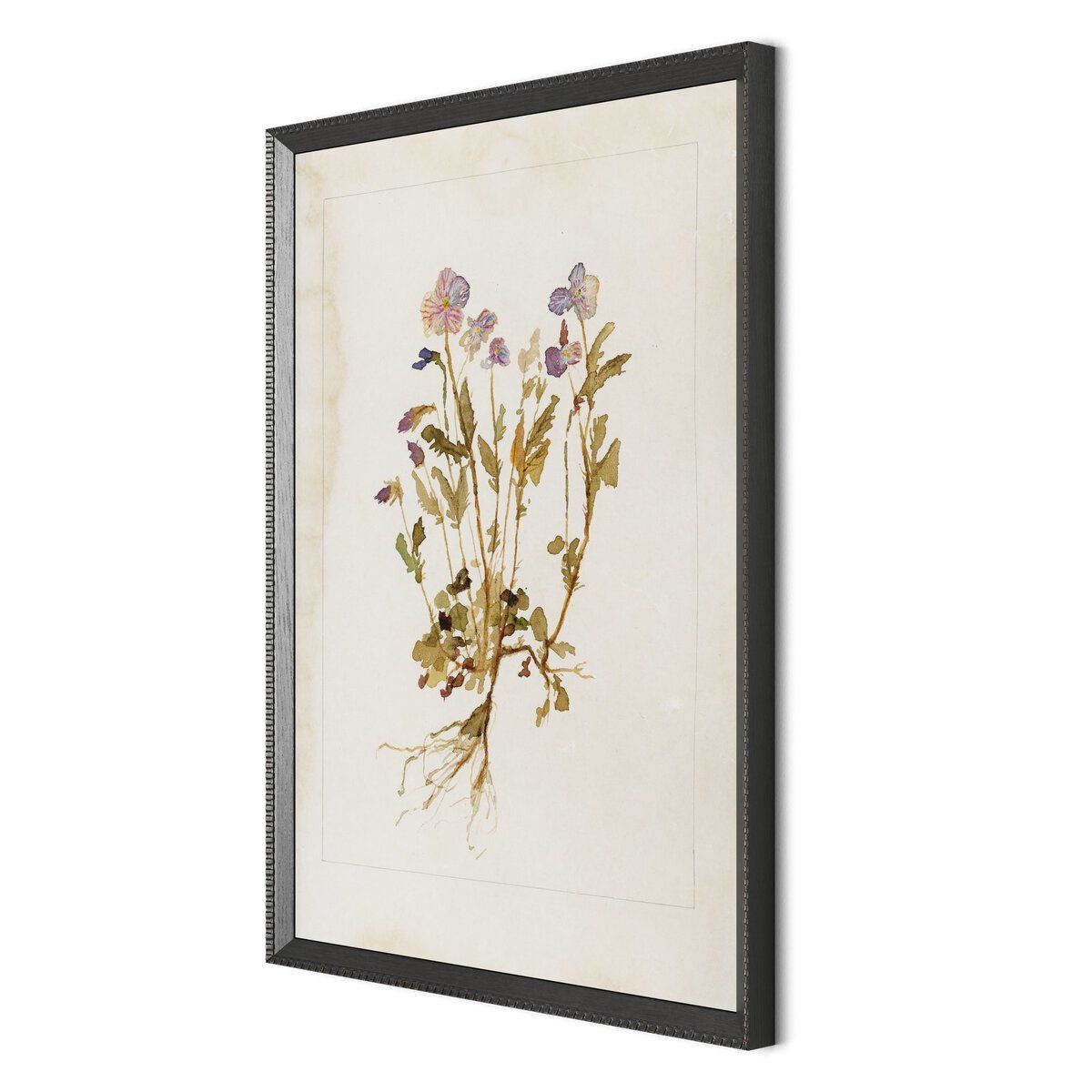 Viola No. 2 By Laurel-dawn Latshaw