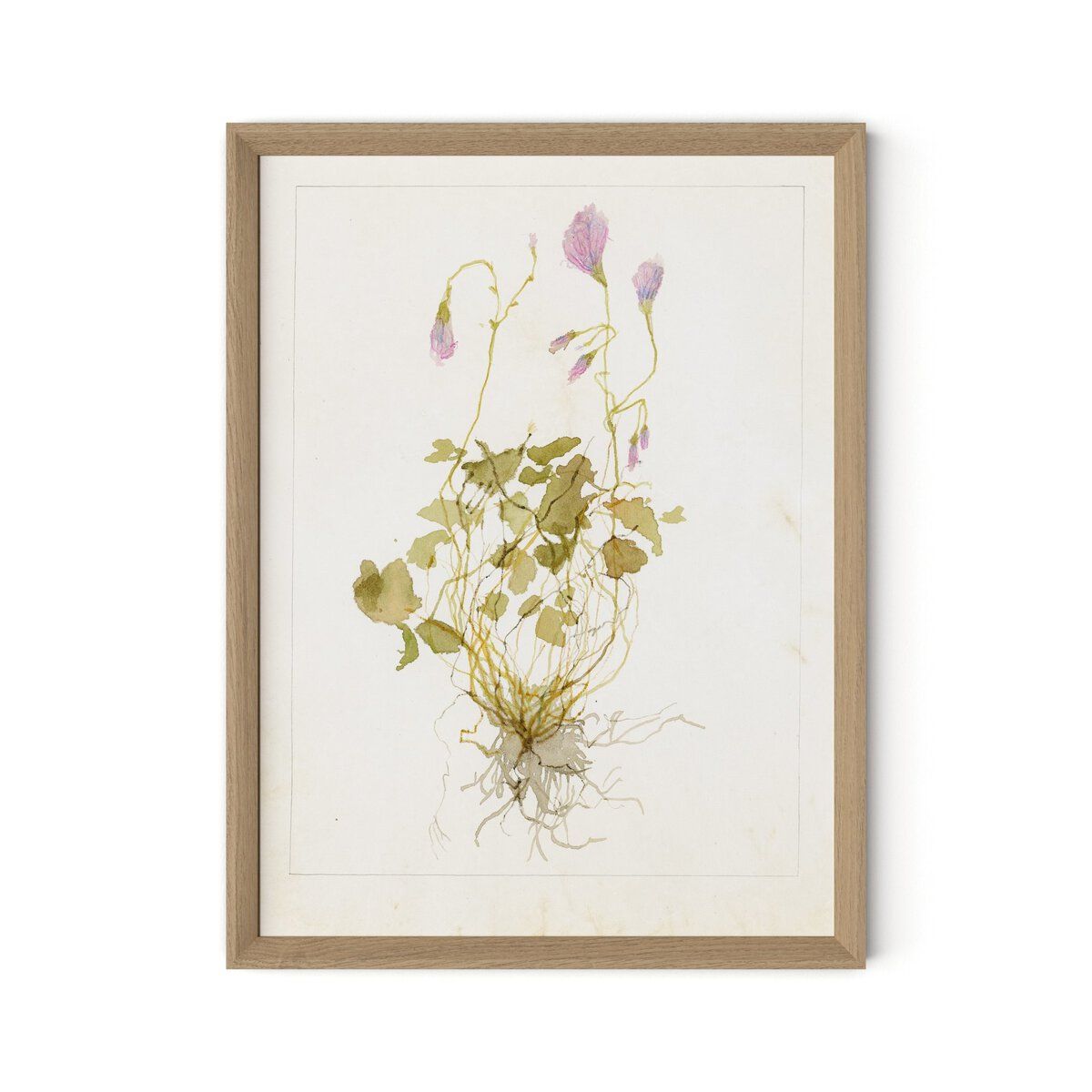 Oxalis Debilis No. 1 By Laurel-dawn Latshaw