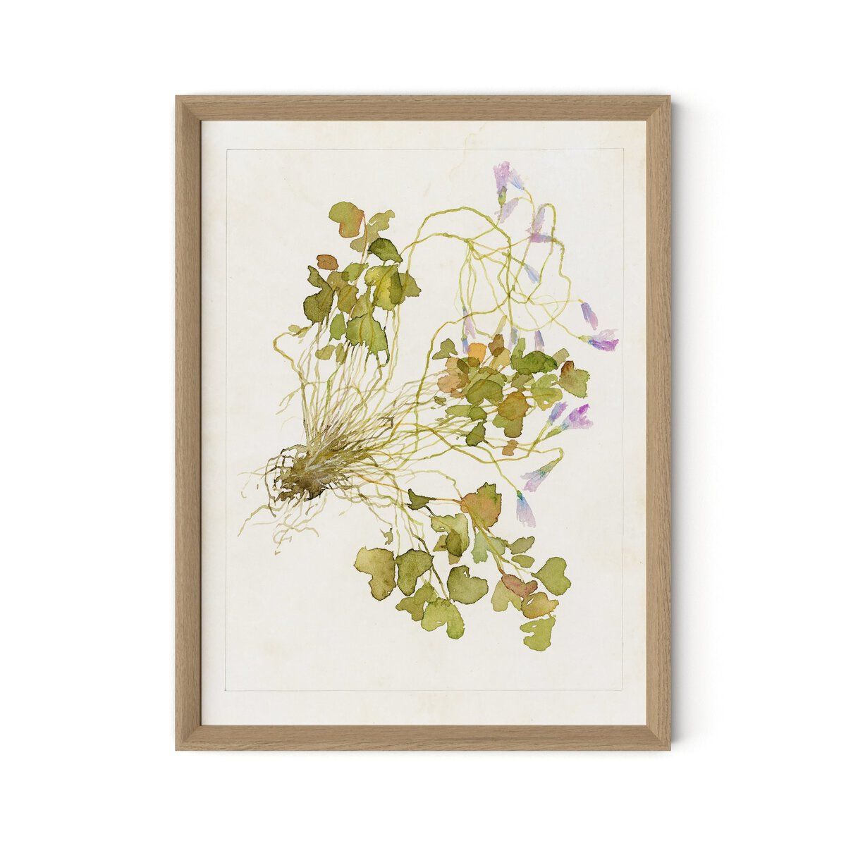 Oxalis Debilis No. 2 By Laurel-dawn Latshaw