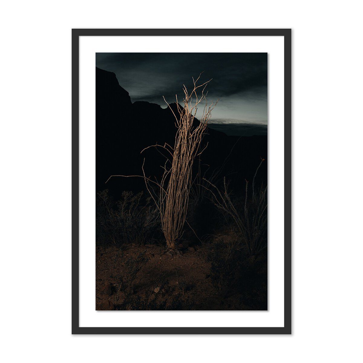 Ocotillo Ii By Mandy Steinback