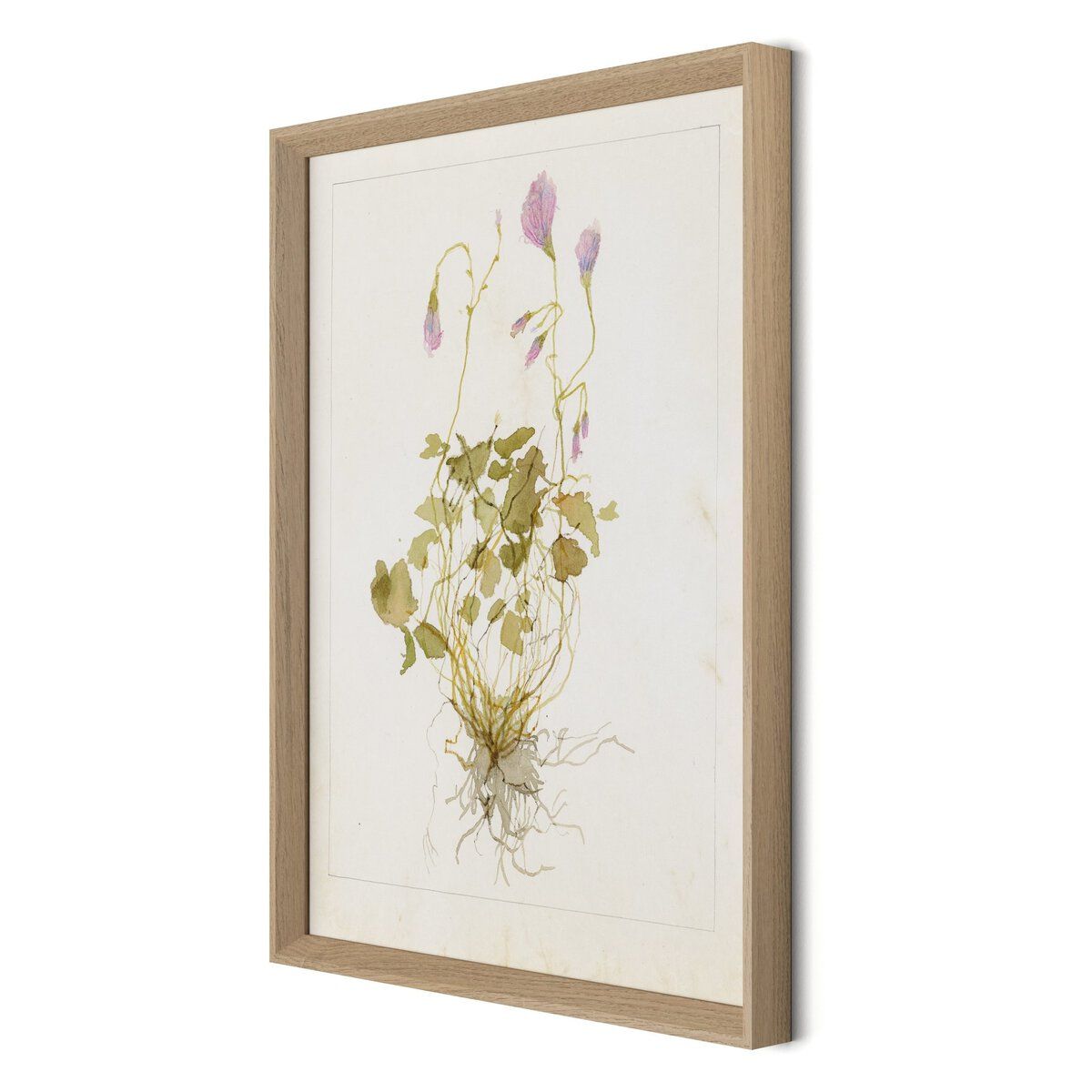Oxalis Debilis No. 1 By Laurel-dawn Latshaw