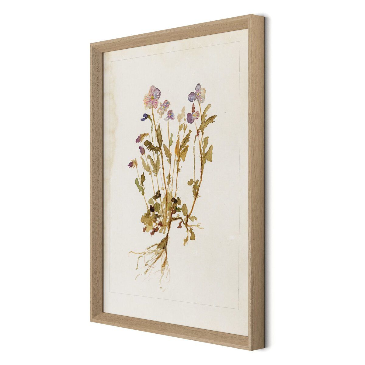 Viola No. 2 By Laurel-dawn Latshaw