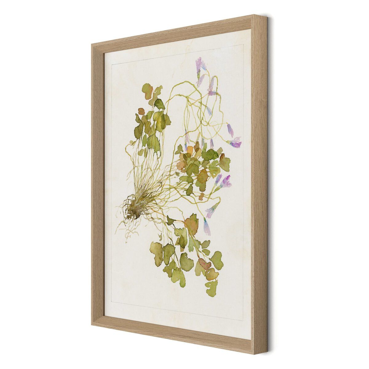 Oxalis Debilis No. 2 By Laurel-dawn Latshaw