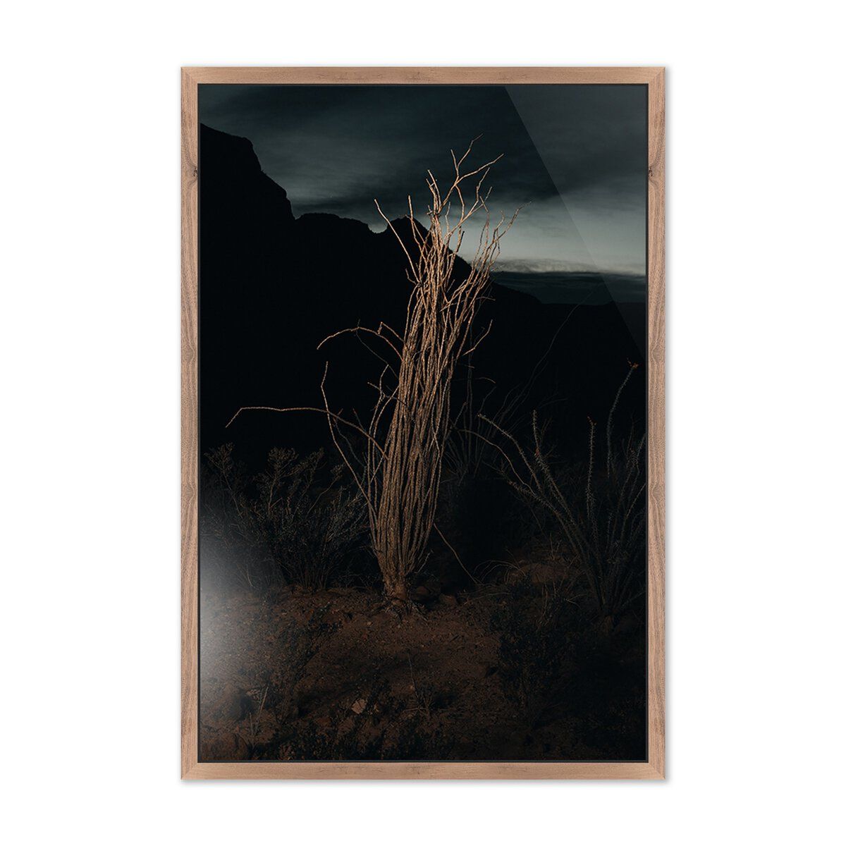 Ocotillo Ii By Mandy Steinback