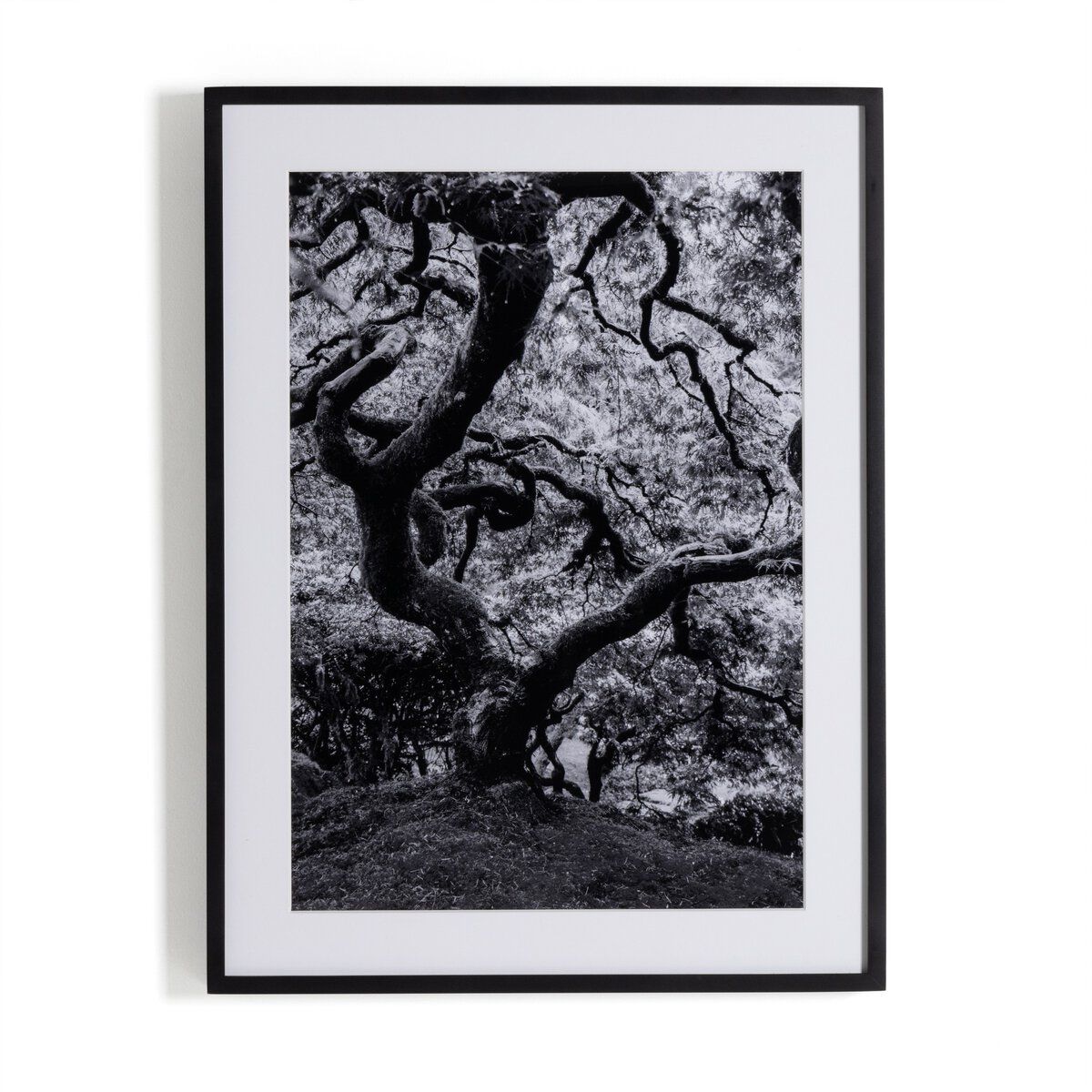 Tree Gaze Iv By Coup D'esprit