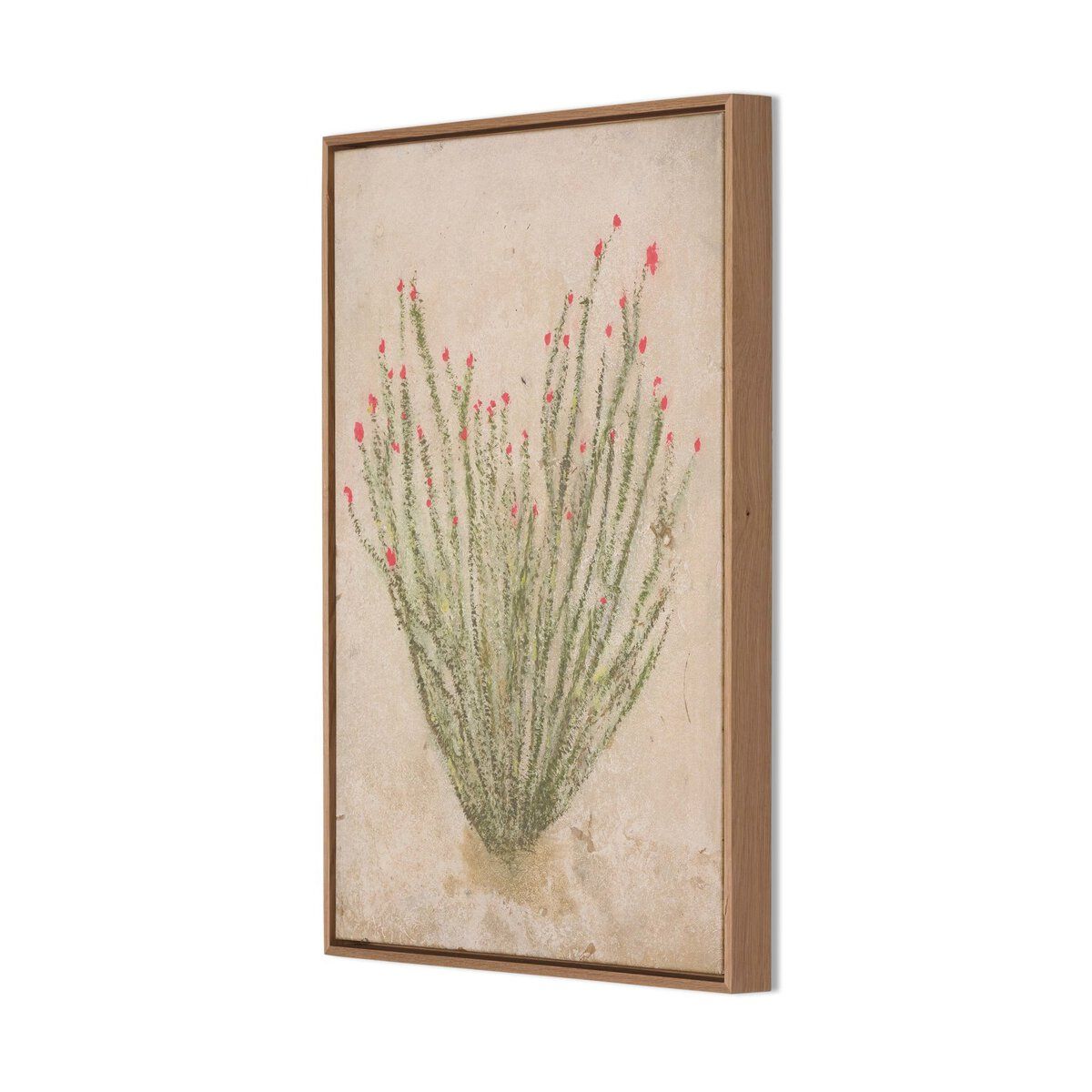 Ocotillo By Paul Meyer