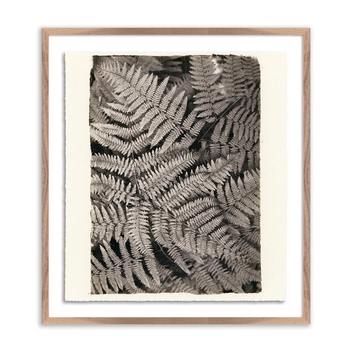 Fern By Platinum Revival