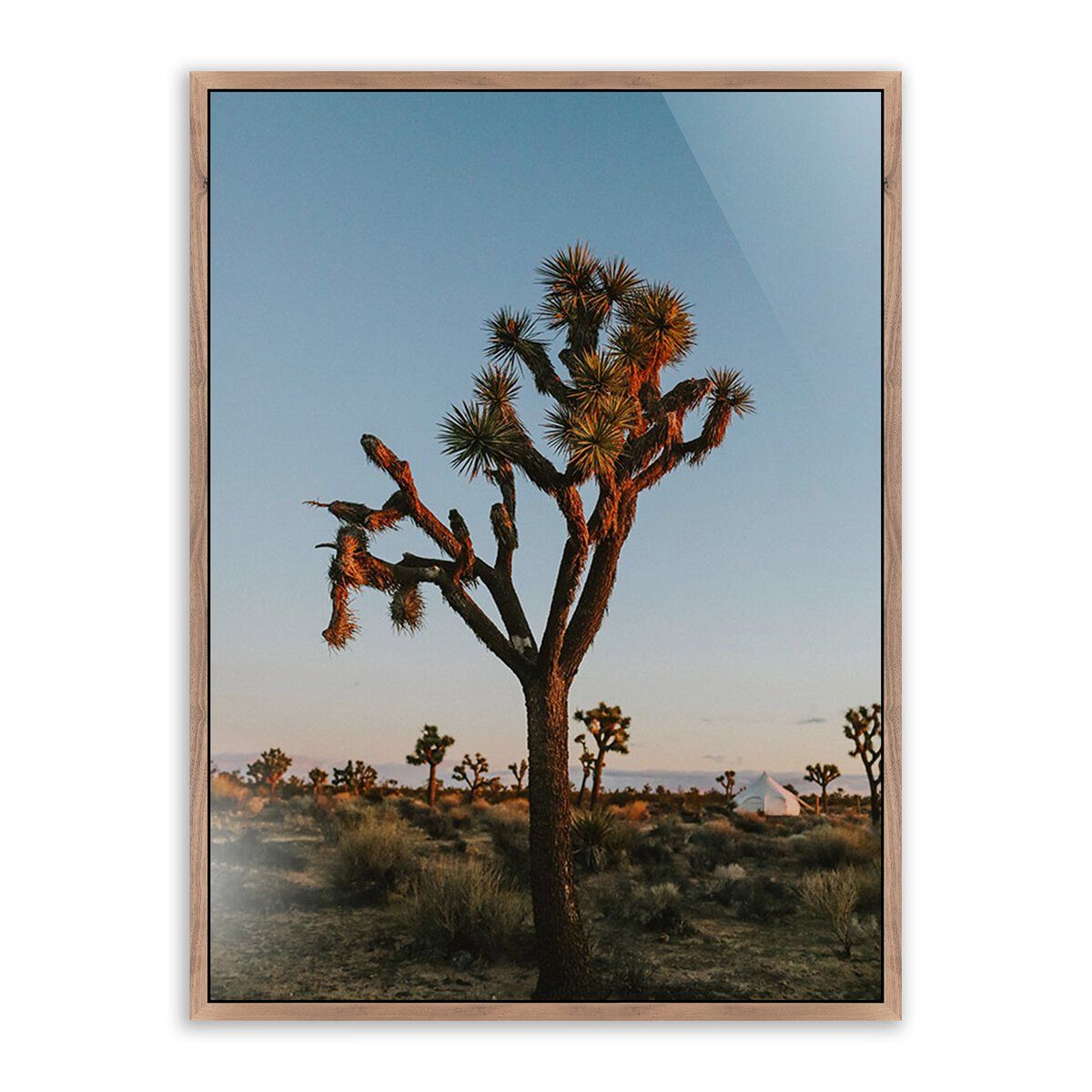 Camp Sunrise/joshua Tree By Wesley And Emma Teague