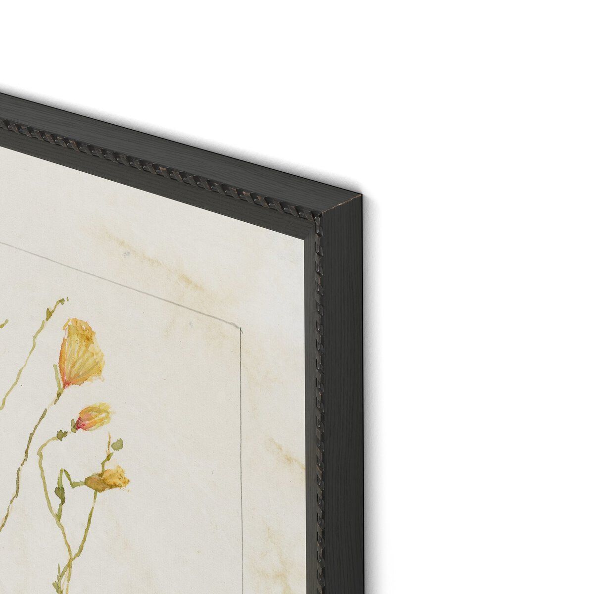 Papaveraceae No. 1 By Laurel-dawn Latshaw