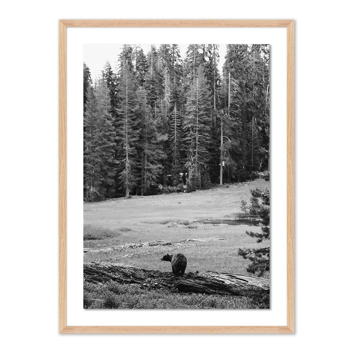Don't Feed The Bears By Wesley And Emma Teague
