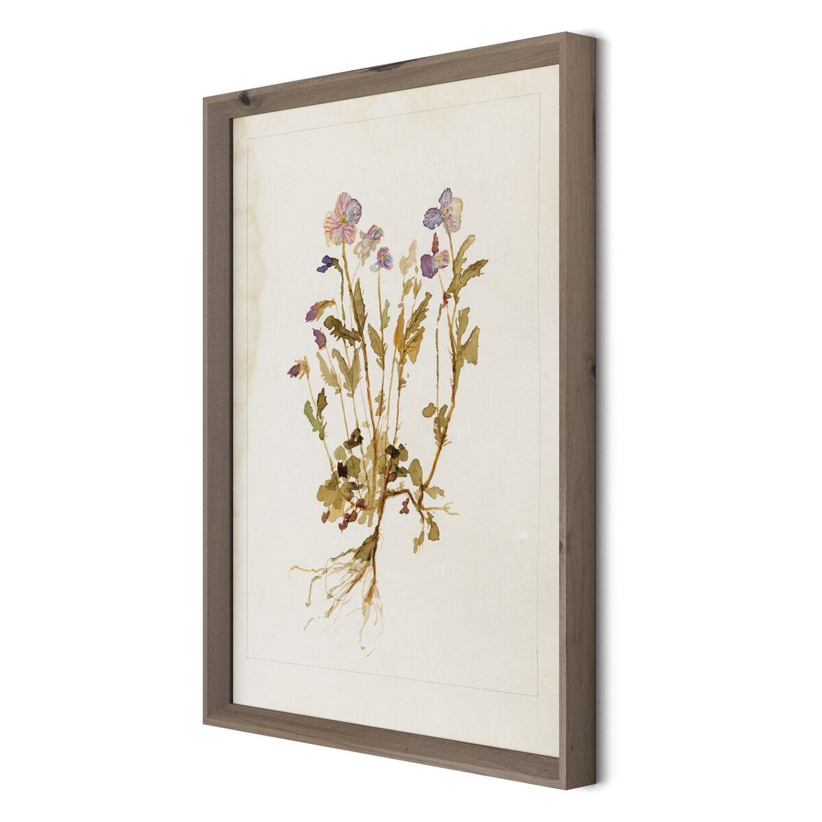 Viola No. 2 By Laurel-dawn Latshaw