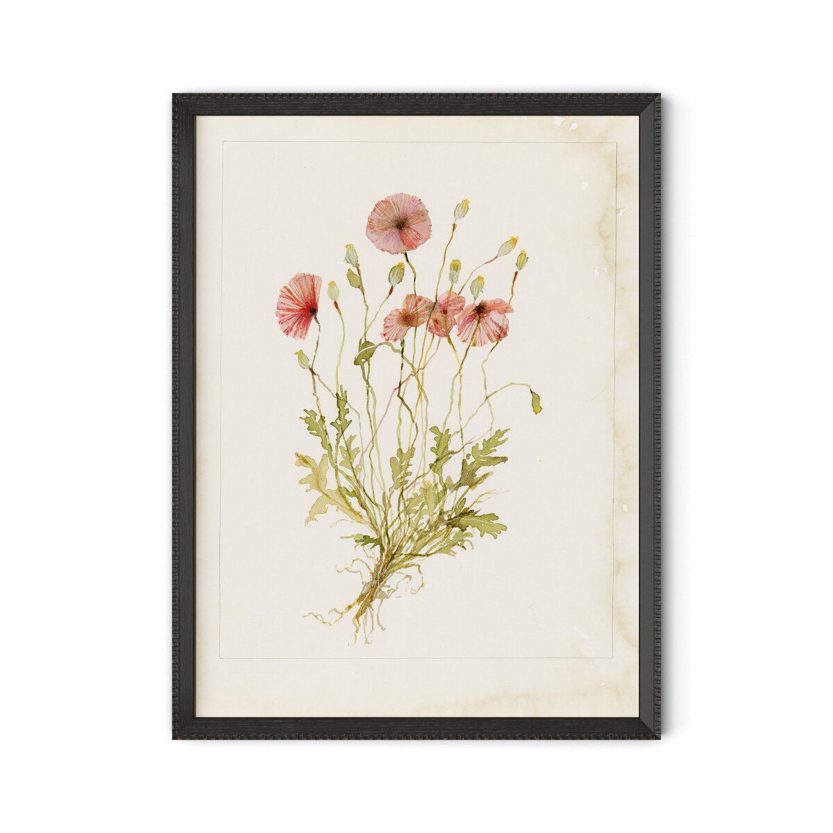 Papaveraceae No. 2 By Laurel-dawn Latshaw