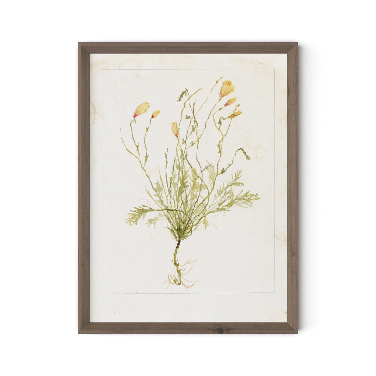 Papaveraceae No. 1 By Laurel-dawn Latshaw