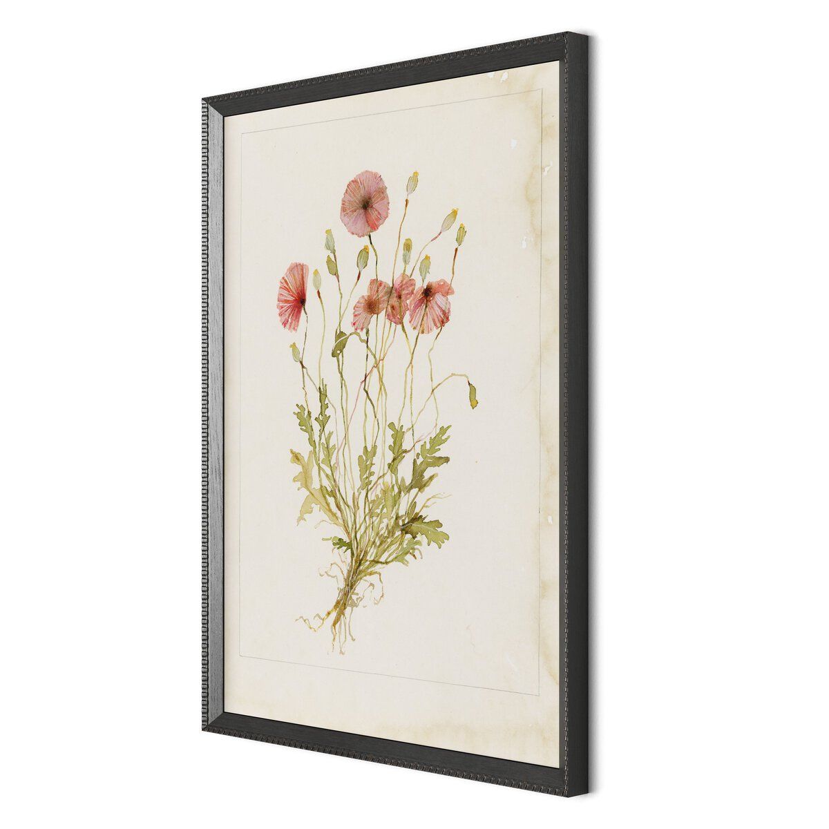 Papaveraceae No. 2 By Laurel-dawn Latshaw