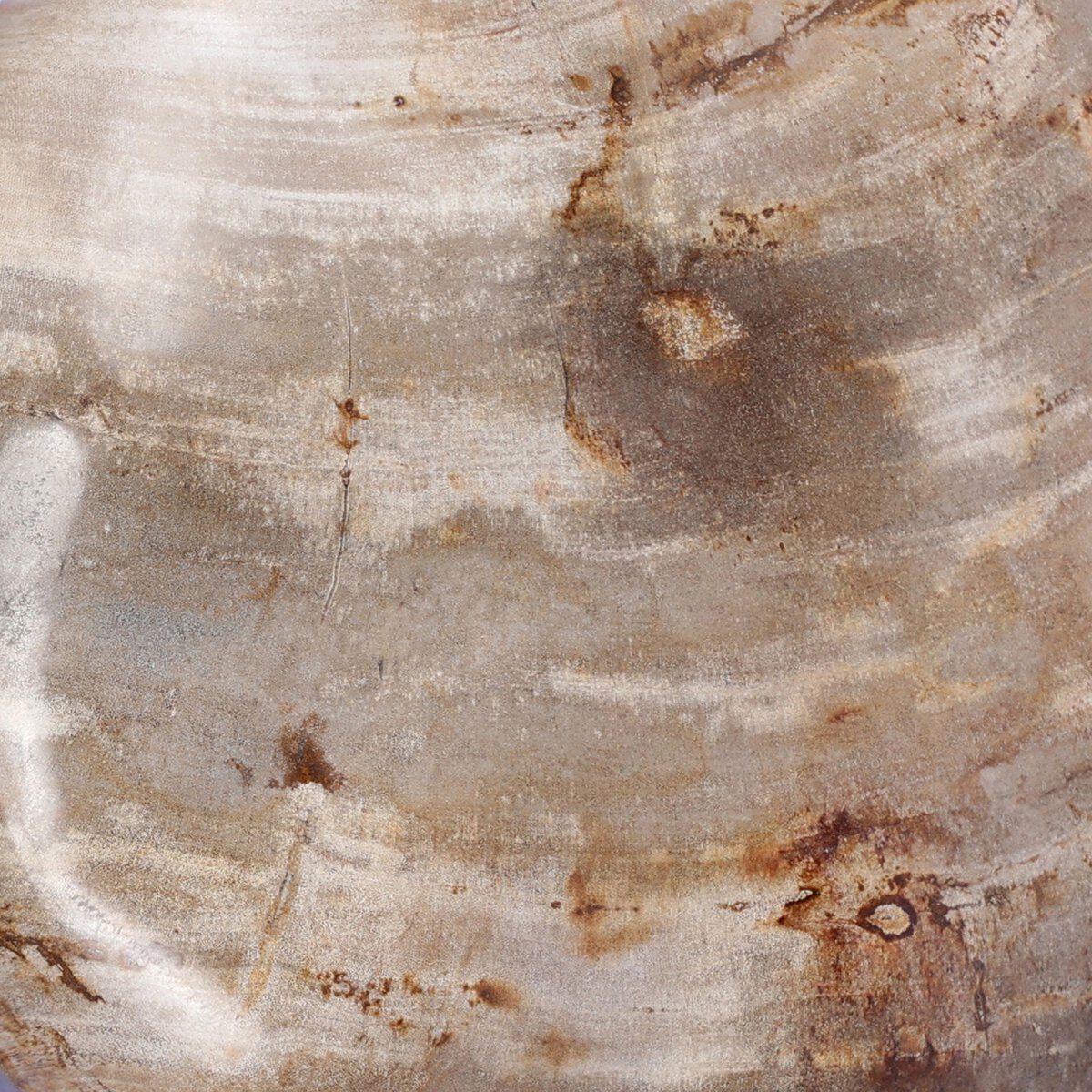 Petrified Wood Organic Sculpture, Set Of 3